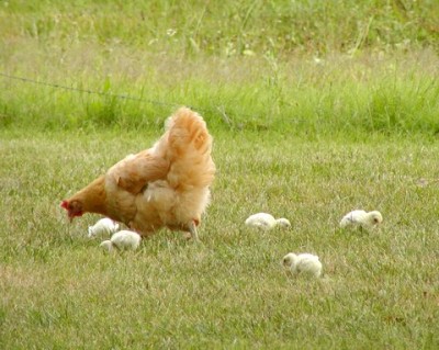 turkeyouting7-09-06.jpg (63.15 KiB) Osservato 847 volte turkeyouting7-09-06.jpg