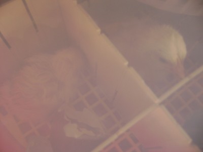 DSC06696.JPG (141.34 KiB) Osservato 810 volte DSC06696.JPG