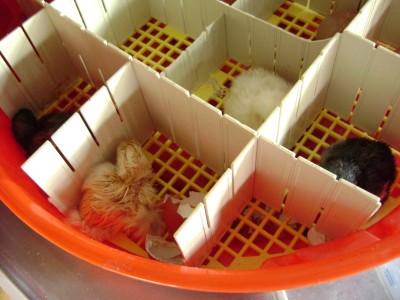 DSC06697.JPG (257.49 KiB) Osservato 810 volte DSC06697.JPG