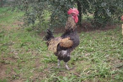 1a.jpg (219.86 KiB) Osservato 787 volte 1a.jpg