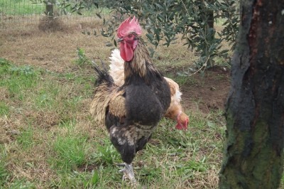 2a.jpg (200.62 KiB) Osservato 787 volte 2a.jpg