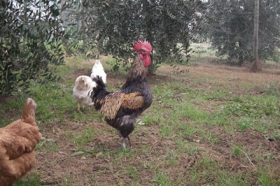 3a.jpg (226.89 KiB) Osservato 787 volte 3a.jpg