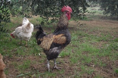 4a.jpg (222.42 KiB) Osservato 787 volte 4a.jpg