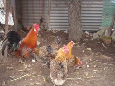 varie 22-12-13 001.jpg (272.86 KiB) Osservato 999 volte varie 22-12-13 001.jpg