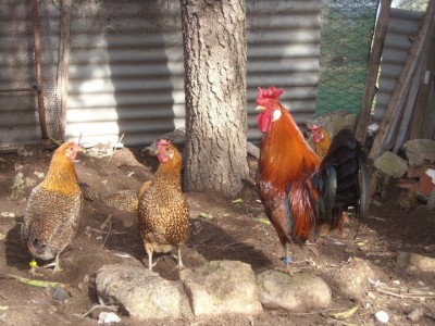 varie 22-12-13 057.jpg (265.81 KiB) Osservato 999 volte varie 22-12-13 057.jpg