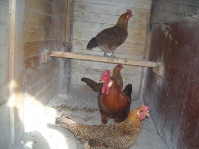 varie 22-12-13 006.jpg (193.8 KiB) Osservato 995 volte varie 22-12-13 006.jpg