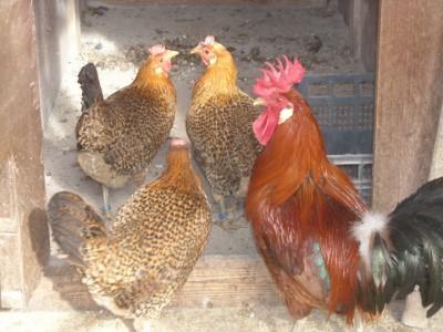 varie 22-12-13 033.jpg (237.33 KiB) Osservato 995 volte varie 22-12-13 033.jpg