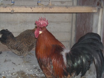 varie 22-12-13 011.jpg (197.87 KiB) Osservato 995 volte varie 22-12-13 011.jpg