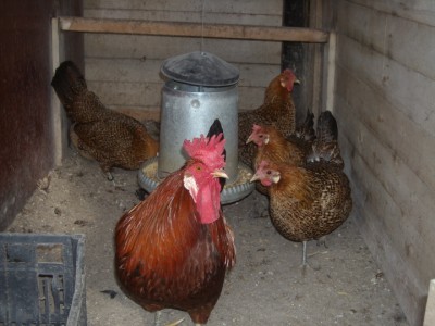 varie 22-12-13 016.jpg (203.5 KiB) Osservato 994 volte varie 22-12-13 016.jpg