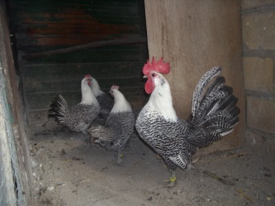 varie 22-12-13 003.jpg (195.9 KiB) Osservato 994 volte varie 22-12-13 003.jpg