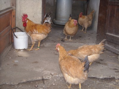 varie 22-12-13 021.jpg (205.38 KiB) Osservato 994 volte varie 22-12-13 021.jpg