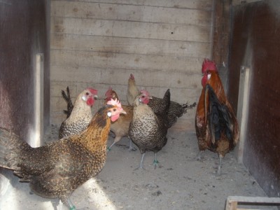 varie 22-12-13 022.jpg (207.21 KiB) Osservato 994 volte varie 22-12-13 022.jpg