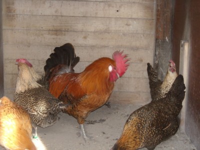 varie 22-12-13 029.jpg (205.09 KiB) Osservato 994 volte varie 22-12-13 029.jpg