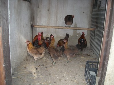 varie 22-12-13 039.jpg (211.99 KiB) Osservato 994 volte varie 22-12-13 039.jpg