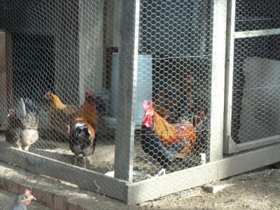 varie 22-12-13 052.jpg (293.63 KiB) Osservato 994 volte varie 22-12-13 052.jpg