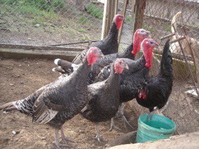 varie 22-12-13 037.jpg (291.52 KiB) Osservato 994 volte varie 22-12-13 037.jpg