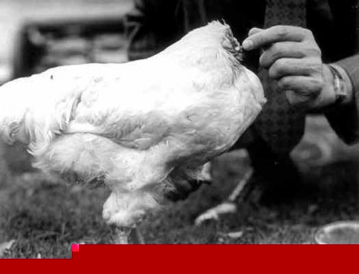 0514chicken.jpg (13.92 KiB) Osservato 676 volte 0514chicken.jpg