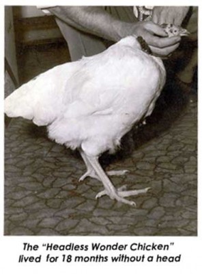 mike-headless-chicken.jpg (52.14 KiB) Osservato 676 volte mike-headless-chicken.jpg