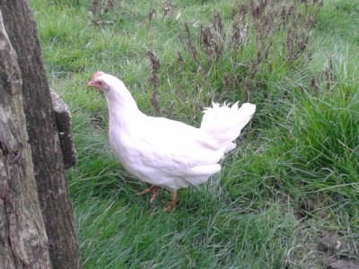 2014-01-30 16.07.51.jpg (231.79 KiB) Osservato 543 volte 2014-01-30 16.07.51.jpg