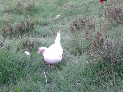 2014-01-30 16.07.32.jpg (235.28 KiB) Osservato 543 volte 2014-01-30 16.07.32.jpg