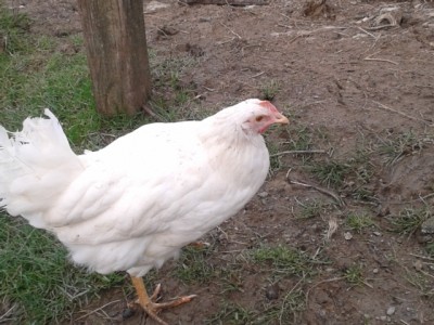 2014-01-30 16.08.19.jpg (197.17 KiB) Osservato 543 volte 2014-01-30 16.08.19.jpg