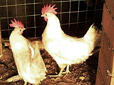 livornesi utilitarie.jpg livornesi utilitarie.jpg