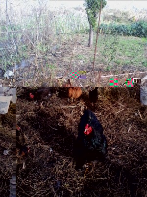 Immagine 013.jpg (247.37 KiB) Osservato 636 volte Immagine 013.jpg