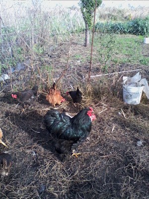 Immagine 012.jpg (253.54 KiB) Osservato 606 volte Immagine 012.jpg