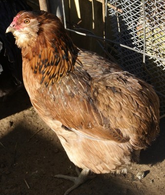 Gallina araucana M.jpg (233.45 KiB) Osservato 573 volte Gallina araucana M.jpg