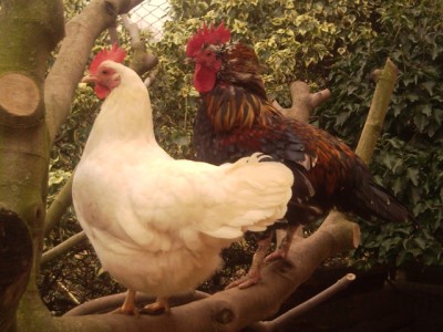 nanetti su fico 1.jpg (214.22 KiB) Osservato 504 volte nanetti su fico 1.jpg