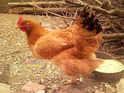 rossina.jpg (380.83 KiB) Osservato 504 volte rossina.jpg