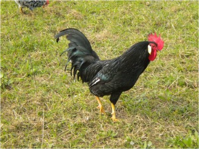 gallo nero dominante / gallo nero.jpg gallo nero.jpg