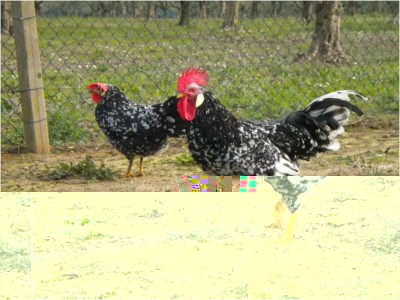 gallo ancona 1 / gallo ancona1.jpg gallo ancona1.jpg