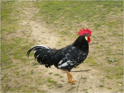 gallo ancona 2 / gallo ancona2.jpg gallo ancona2.jpg
