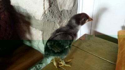 IMG_2014022734439.jpg (30.71 KiB) Osservato 677 volte IMG_2014022734439.jpg