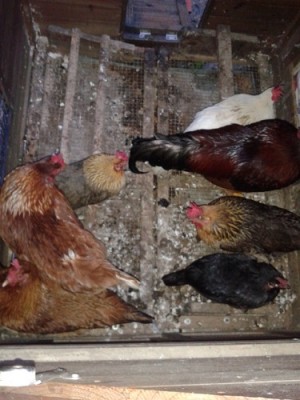 20140222_173023.jpg (97.58 KiB) Osservato 372 volte 20140222_173023.jpg