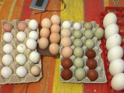 IMG_20140301_145940.jpg (141.06 KiB) Osservato 542 volte IMG_20140301_145940.jpg