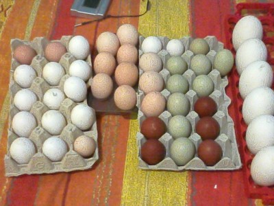 IMG_20140301_145951.jpg (139.54 KiB) Osservato 542 volte IMG_20140301_145951.jpg