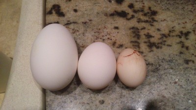 il primo uovo a sinistra è di oca romagnola il secondo è di gallina livornese e l'ultimo è della gallinella nana / DSC_0700.jpg DSC_0700.jpg