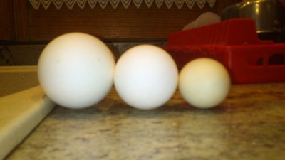 DSC_0701.jpg (70.65 KiB) Osservato 508 volte DSC_0701.jpg