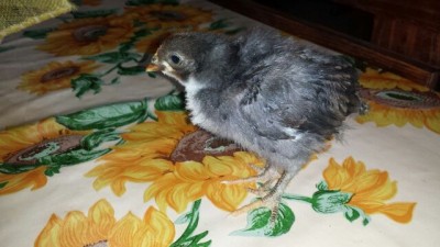 IMG_201403046886.jpg (43.81 KiB) Osservato 435 volte IMG_201403046886.jpg