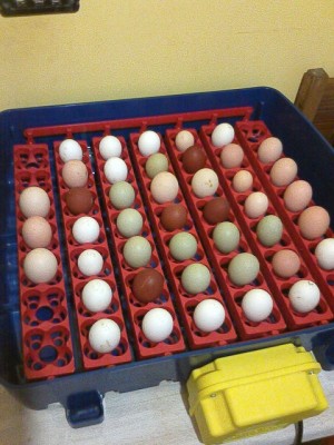 IMG_20140302_125810.jpg (154.2 KiB) Osservato 444 volte IMG_20140302_125810.jpg