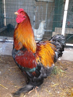 IMG_20140306_131331.jpg (216.56 KiB) Osservato 444 volte IMG_20140306_131331.jpg