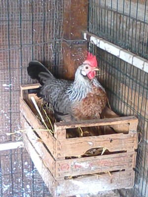 IMG_20140302_094217.jpg (152.97 KiB) Osservato 442 volte IMG_20140302_094217.jpg