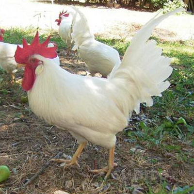 gallo_livornese.jpg gallo_livornese.jpg