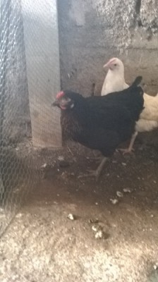 WP_20140312_014.jpg (87.74 KiB) Osservato 618 volte WP_20140312_014.jpg