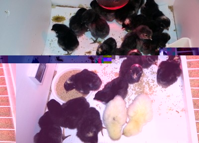 20140308_073846 - Copia.jpg (168.12 KiB) Osservato 1059 volte 20140308_073846 - Copia.jpg