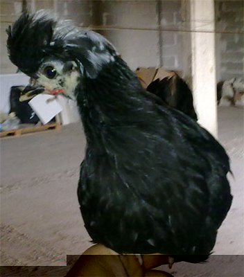 pio.jpg (64.97 KiB) Osservato 822 volte pio.jpg