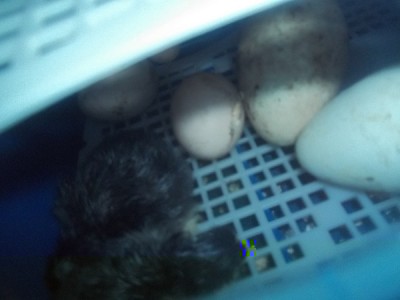 pulcini australorp.jpg (137.85 KiB) Osservato 928 volte pulcini australorp.jpg