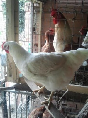 unnamed.jpg (28.35 KiB) Osservato 570 volte unnamed.jpg